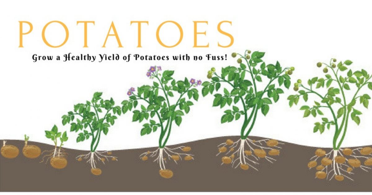 How To Grow Potatoes Know Your Produce