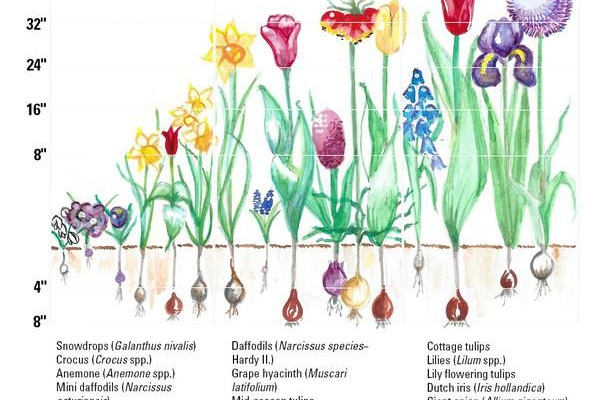 Figure 10 23 bulbplanting