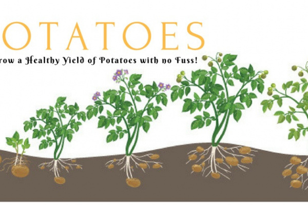 Grow Potatoes