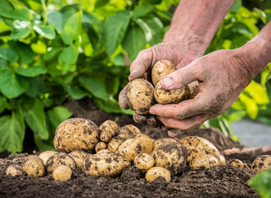 Potato Fertiliser