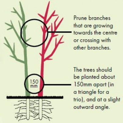 Tas Mulch | More Fruit, Less space!